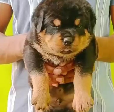 Pure bred rottweiler dog price in bangalore