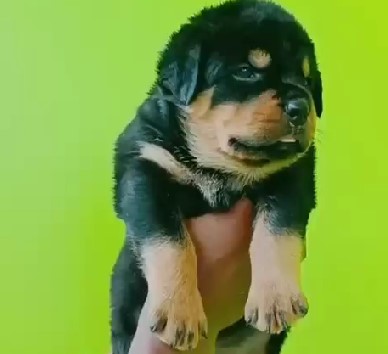 Rottweiler dog breeder in bangalore