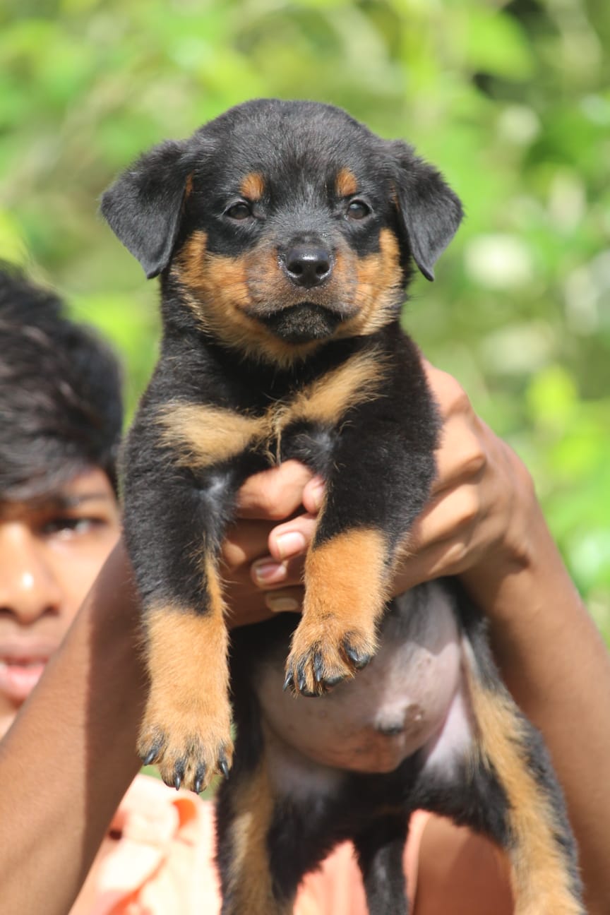 Rottweiler price in Delhi