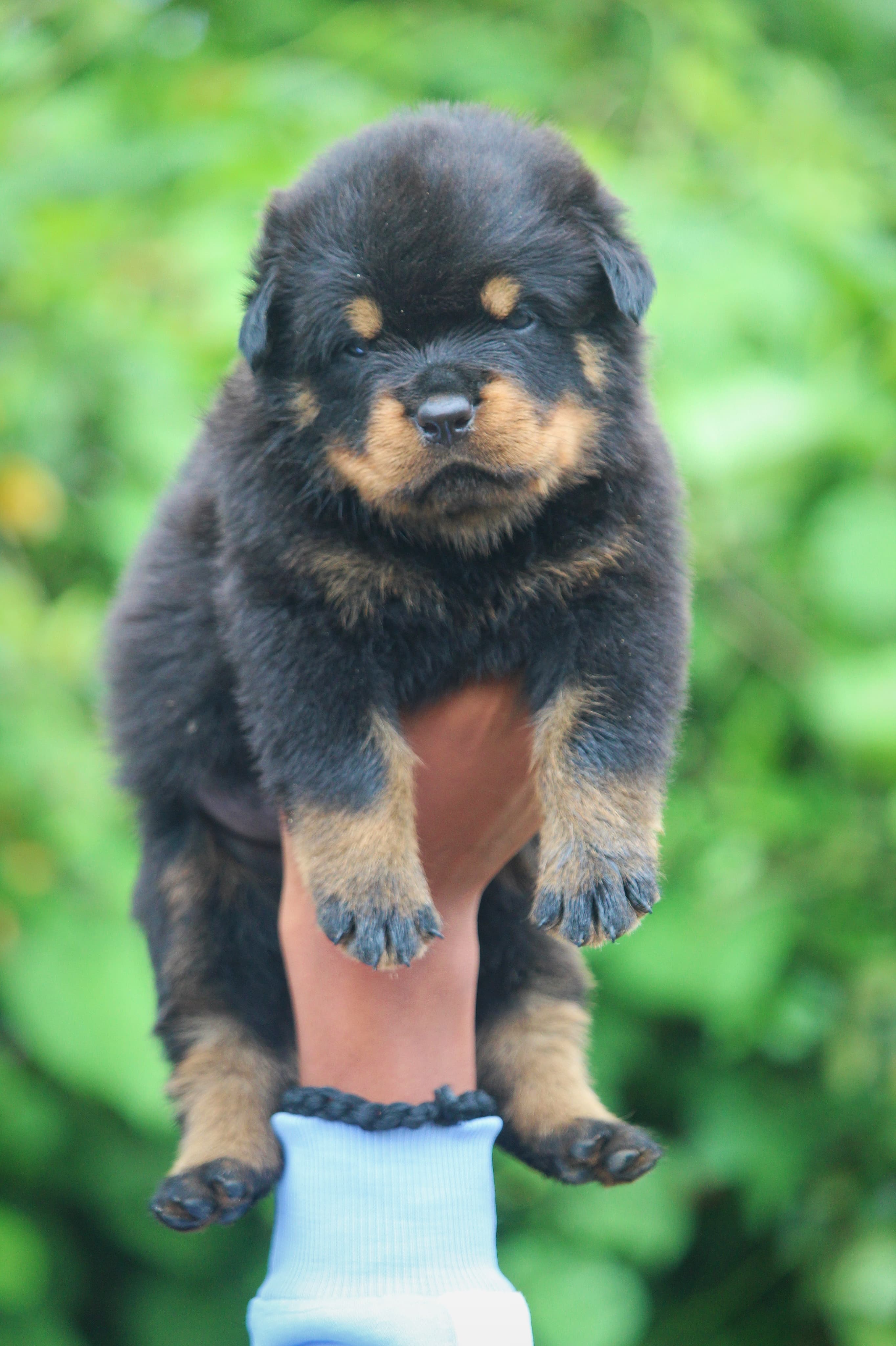 Rottweiler puppy price in Delhi