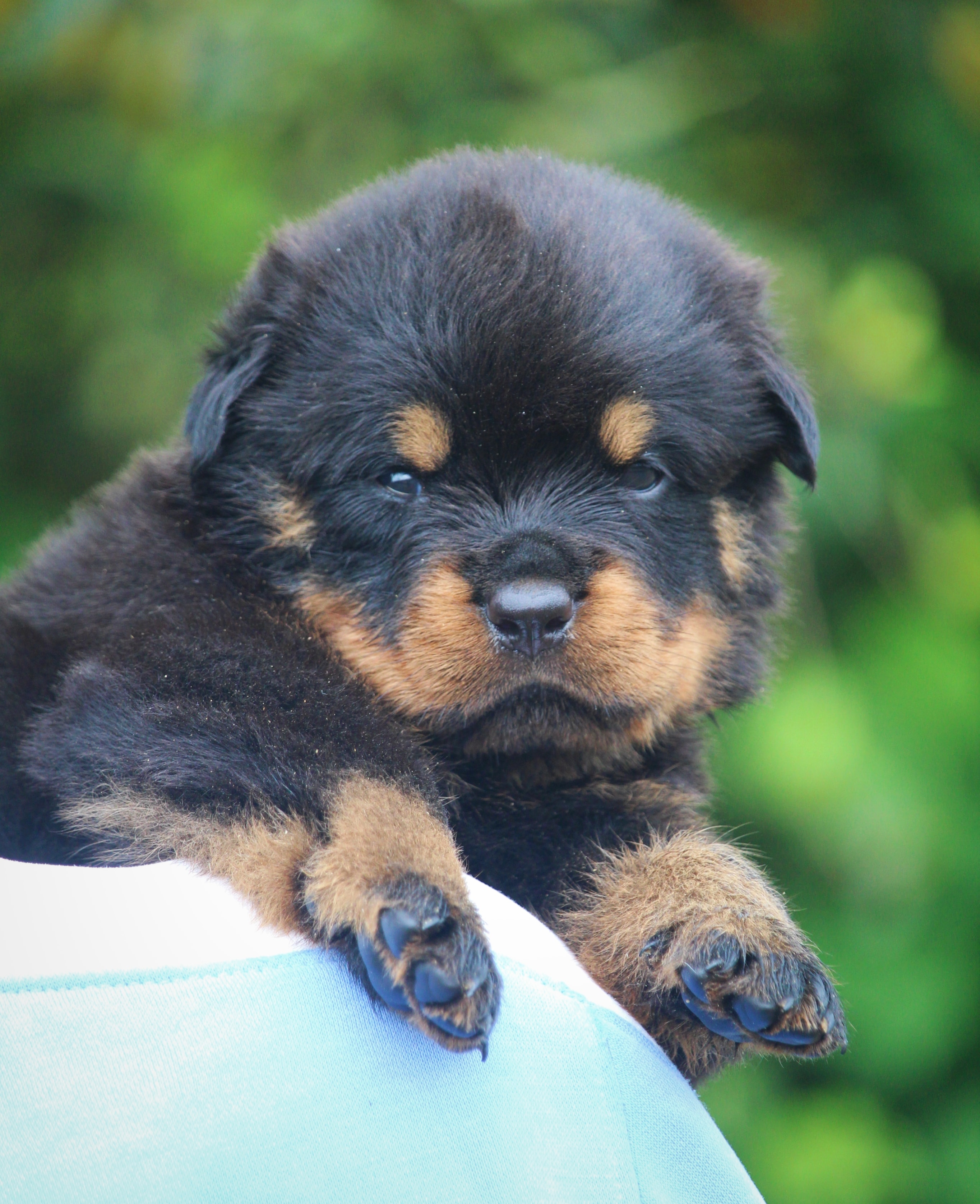 Rottweiler dog price in Delhi