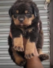 Rottweiler dog for sale in Delhi