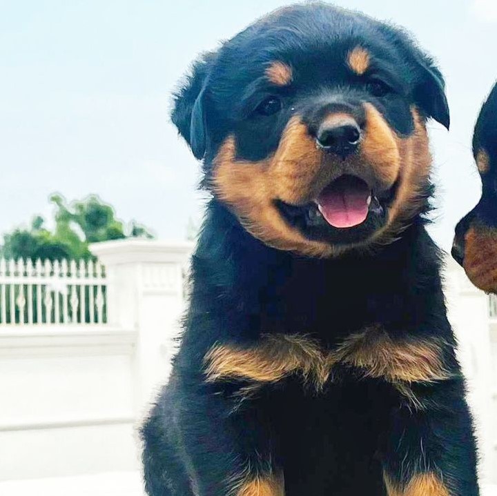 Rottweiler pet shop in Delhi