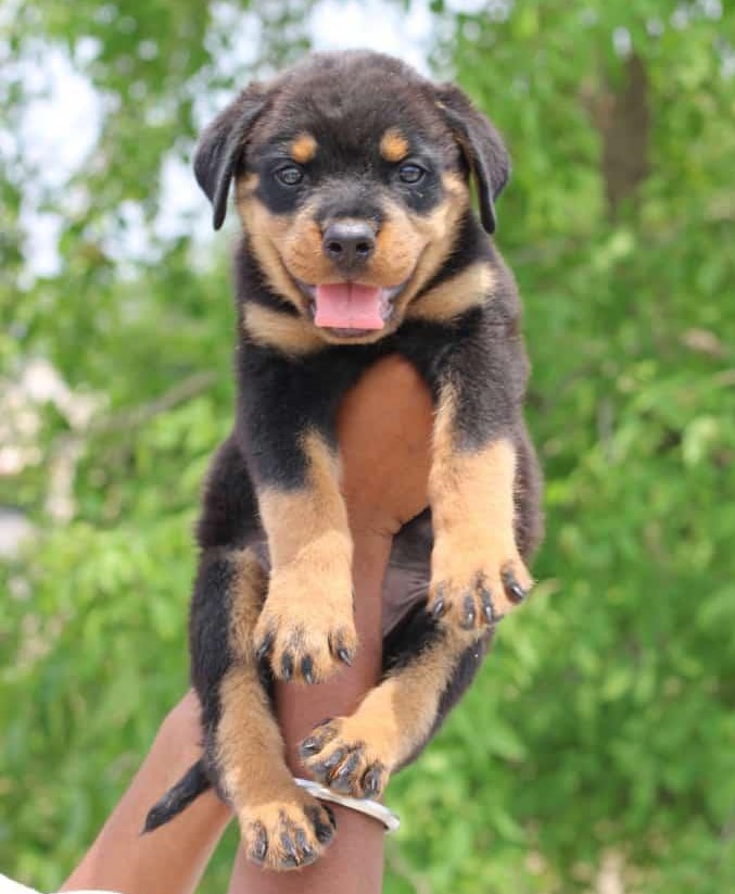 Rottweiler price in India