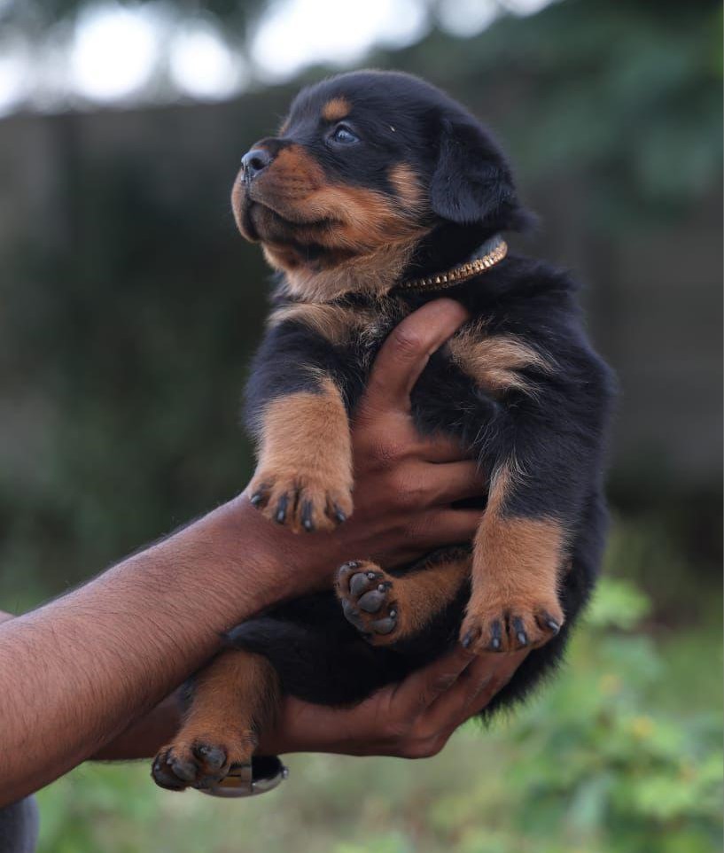 Rottweiler dog price in India