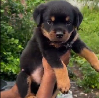 Rottweiler dog for sale in India