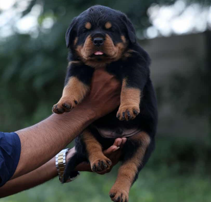 Buy Rottweiler online in India