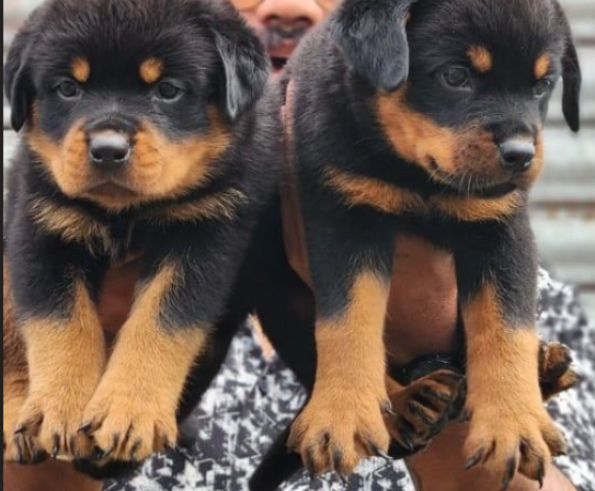 Rottweiler dog breeder in India