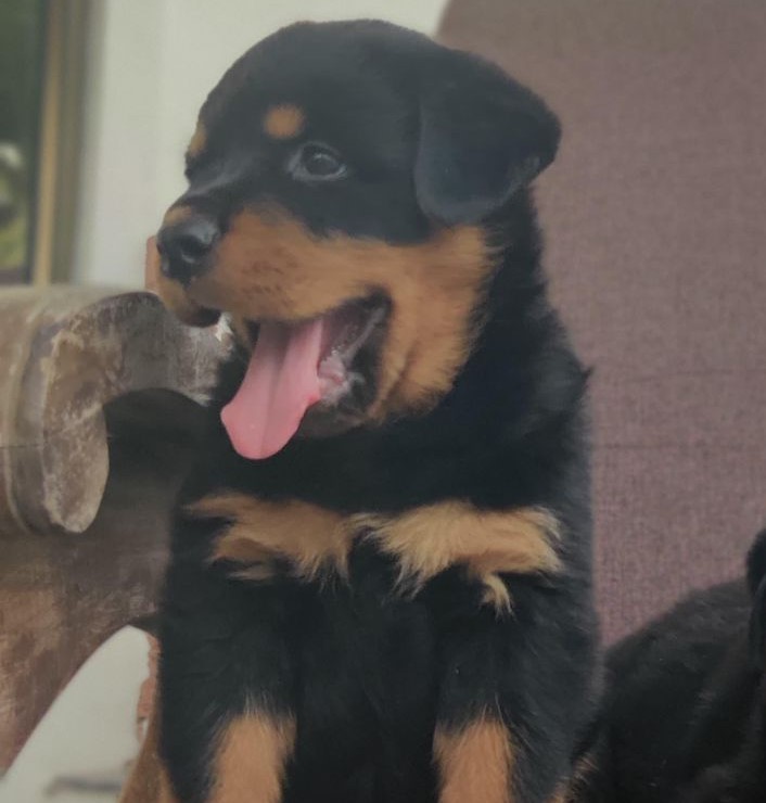 Rottweiler price in Jaipur