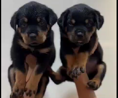 Rottweiler puppy price in Jaipur