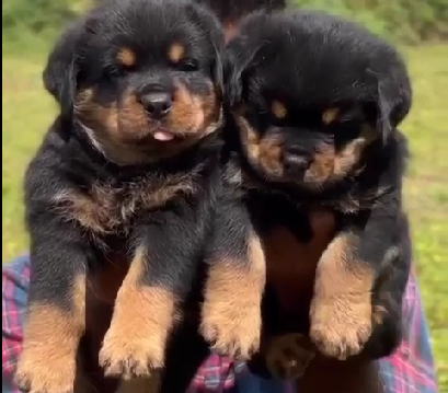 Rottweiler dog price in Jaipur