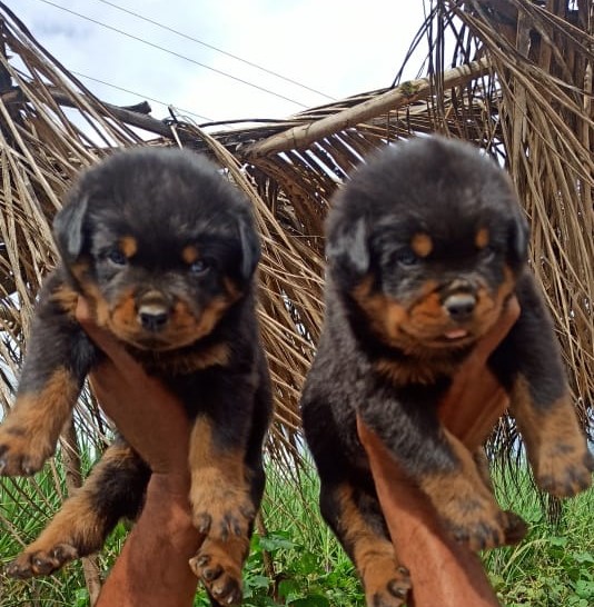 Rottweiler dog for sale in Jaipur