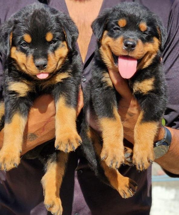 Rottweiler male puppy price in Jaipur