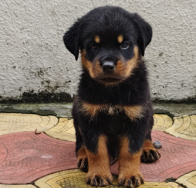 Rottweiler online pet shop in Jaipur