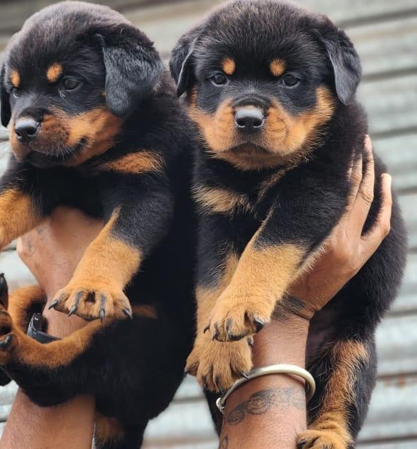 Rottweiler price in kolkata