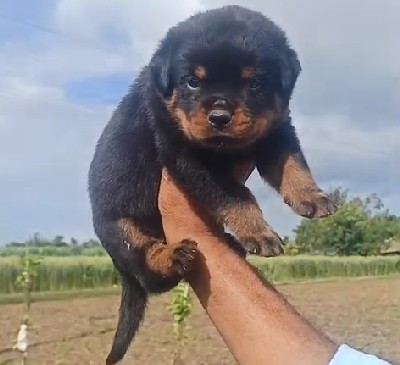 Rottweiler breed puppy price in kolkata