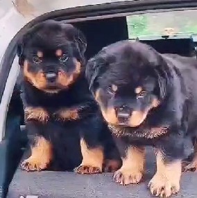 Rottweiler puppies price in kolkata