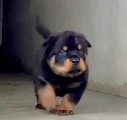 Best quality rottweiler puppies for sale in kolkata