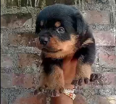 Buy rottweiler puppies for sale in mumbai