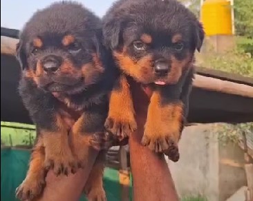 Rottweiler puppies for sale online in mumbai