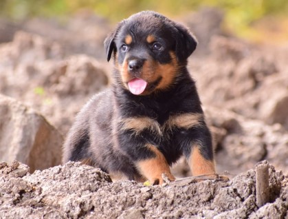 Rottweiler dog breeder in mumbai