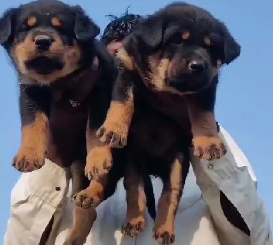 Champion lineage rottweiler puppies for sale in mumbai