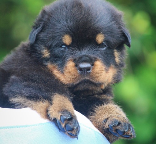 KCI registered rottweiler puppies price in mumbai