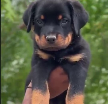 Rottweiler pet shop in mumbai