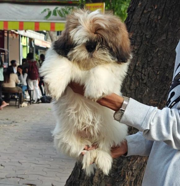 Buy shih tzu puppies online in bangalore