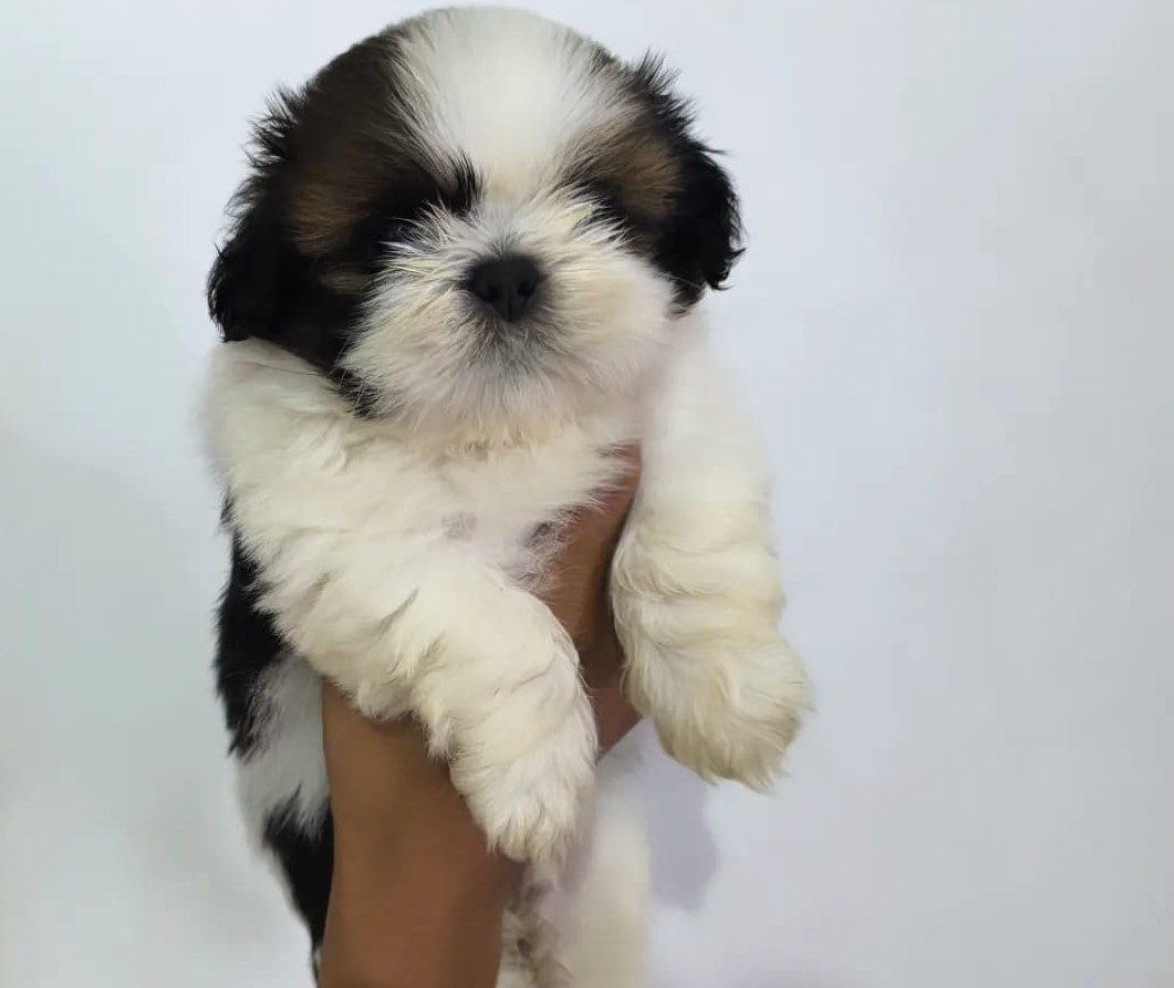 Shih tzu puppies for sale online in bangalore