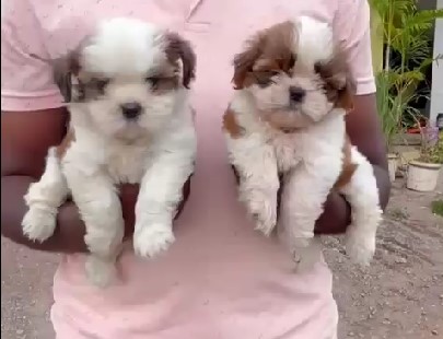 Shih tzu dog breeder in bangalore