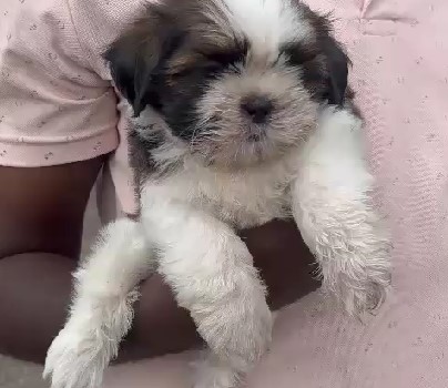 Shih tzu pet shop in bangalore