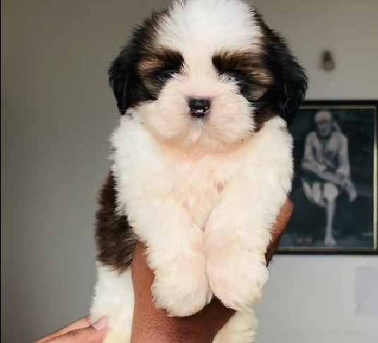 KCI registered shih tzu puppies price in bangalore