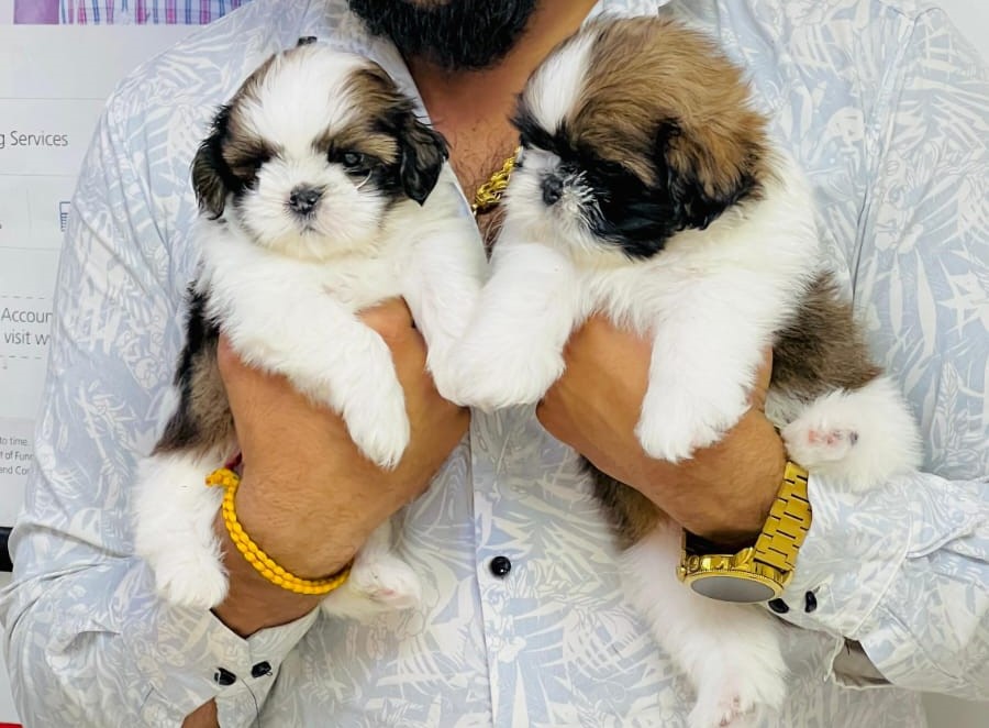 Healthy & active shih tzu puppies for sale in bangalore