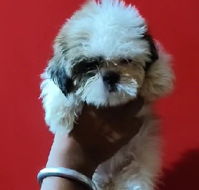 Shih tzu puppies with best quality available for sale in bangalore