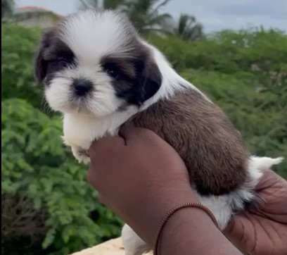 Pure bred shih tzu price in bangalore