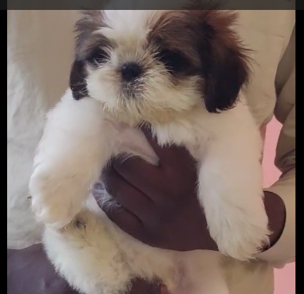 Shih Tzu price in Delhi