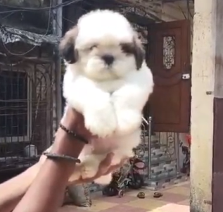 Shih Tzu dog price in Delhi