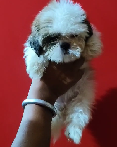 Shih Tzu dog for sale in Delhi