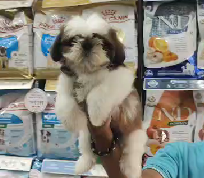 Shih Tzu pet shop in Delhi