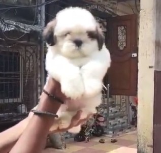 Shih tzu dog price in hyderabad