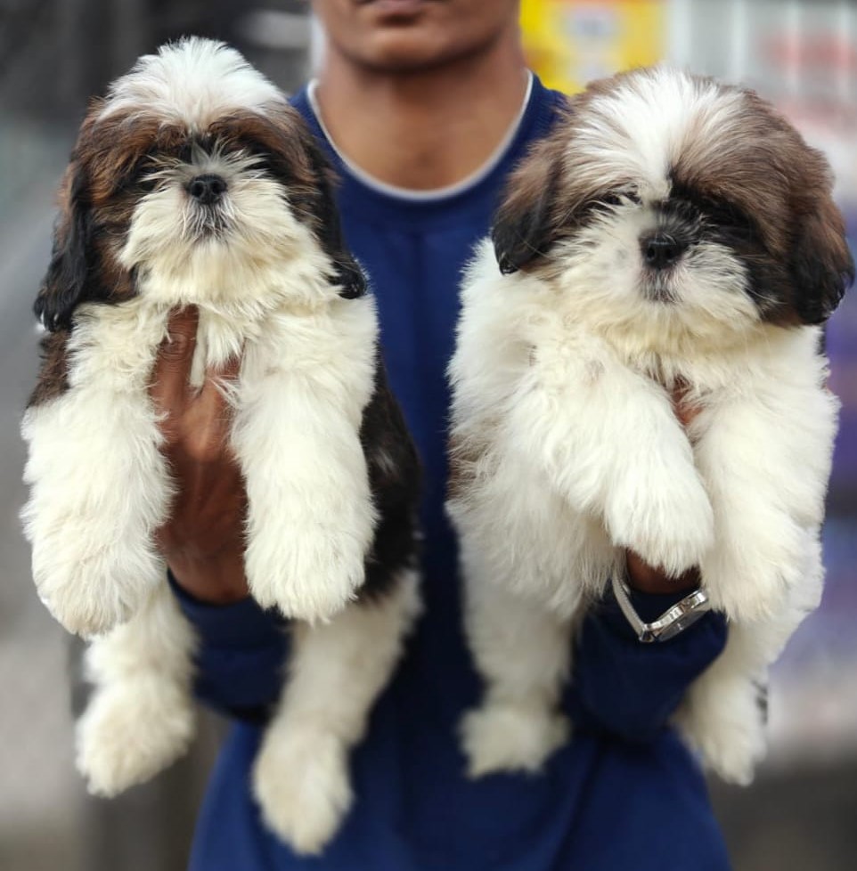 Shih Tzu price in India