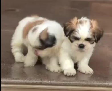 Shih Tzu male puppy price in India