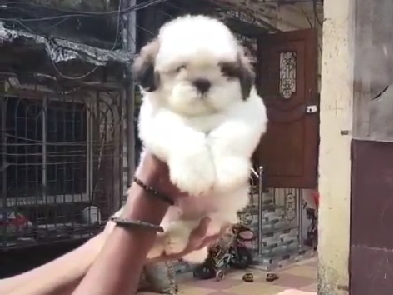 Shih Tzu dog price in India