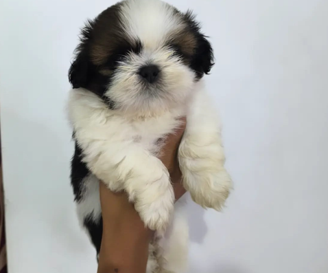 Shih Tzu dog for sale price in India