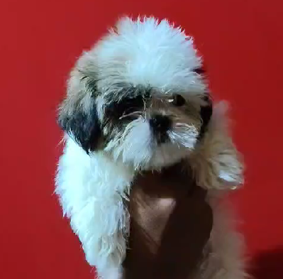 buy Shih Tzu online in India