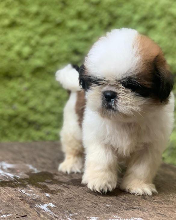 Shih Tzu pet store in India