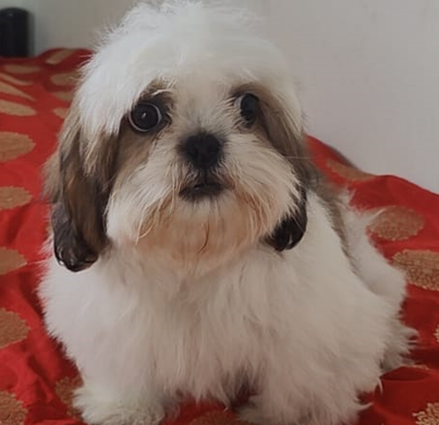 Shih Tzu price in Jaipur