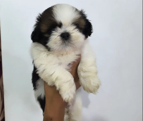 Shih Tzu dog price in Jaipur