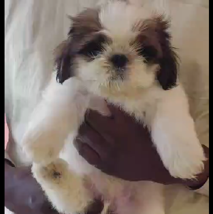 Shih Tzu puppy price in Jaipur